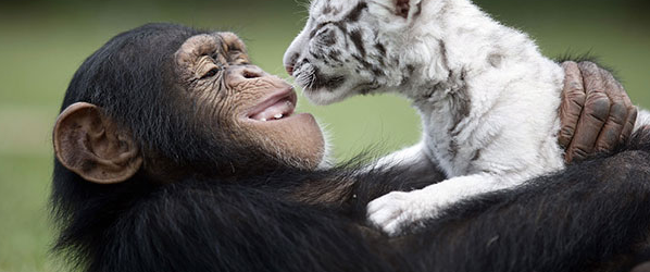 Incroyable improbables amitiés entre animaux : Compilation