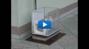 Ascenseur pour chat