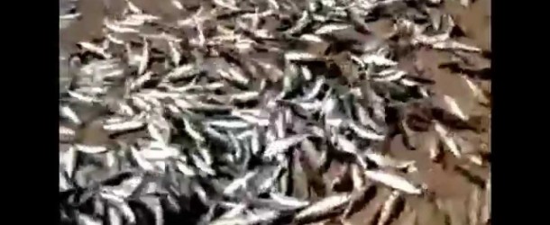 Des milliers de poissons s’échouent sur une plage en Inde